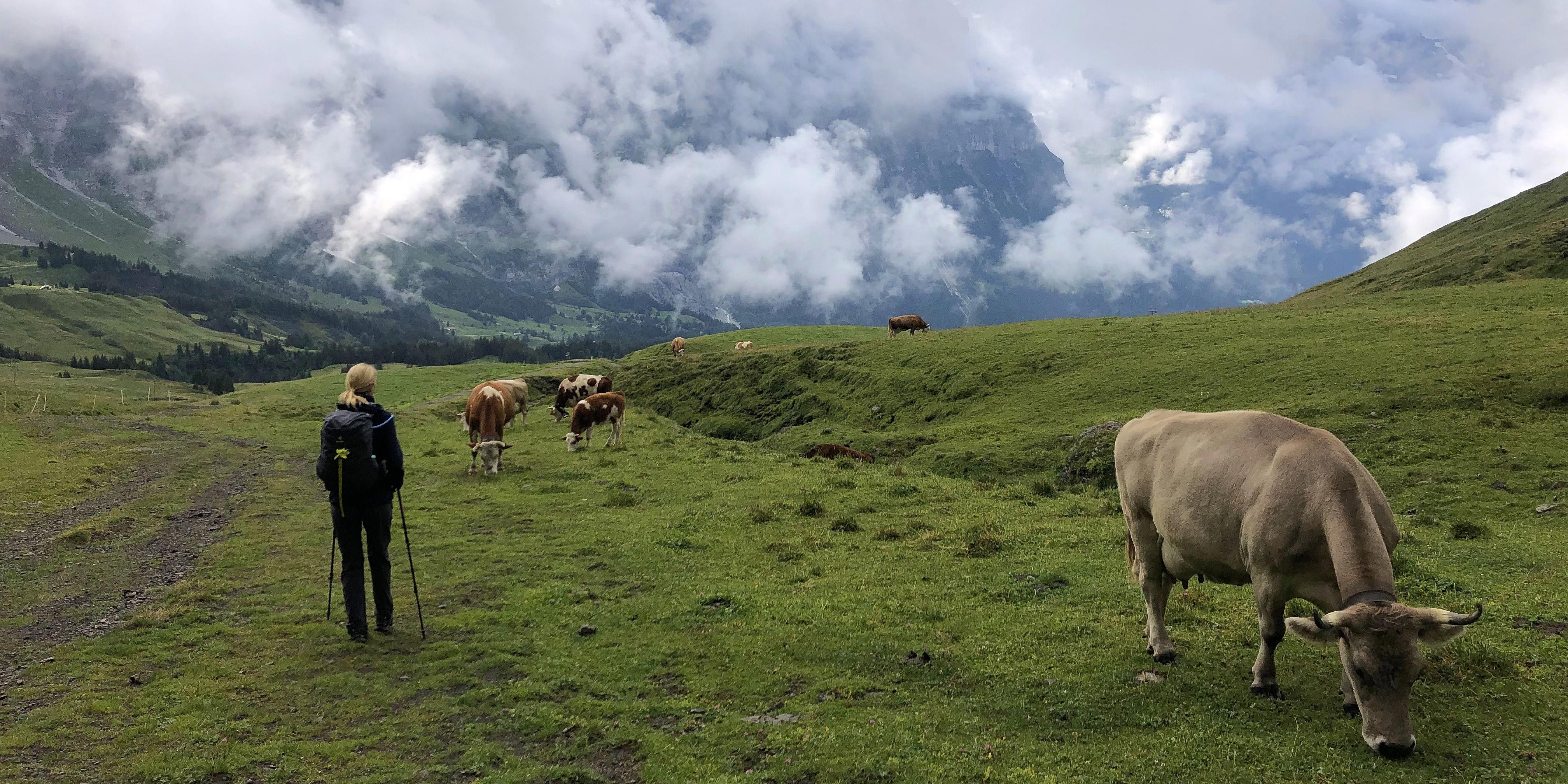 Wanderin trifft in den Alpen auf eine Kuh