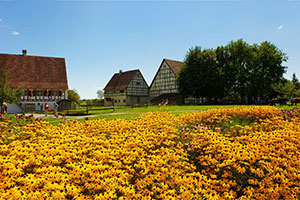 gelbes Blumenfeld vor dem Museumsdorf Kürnbach