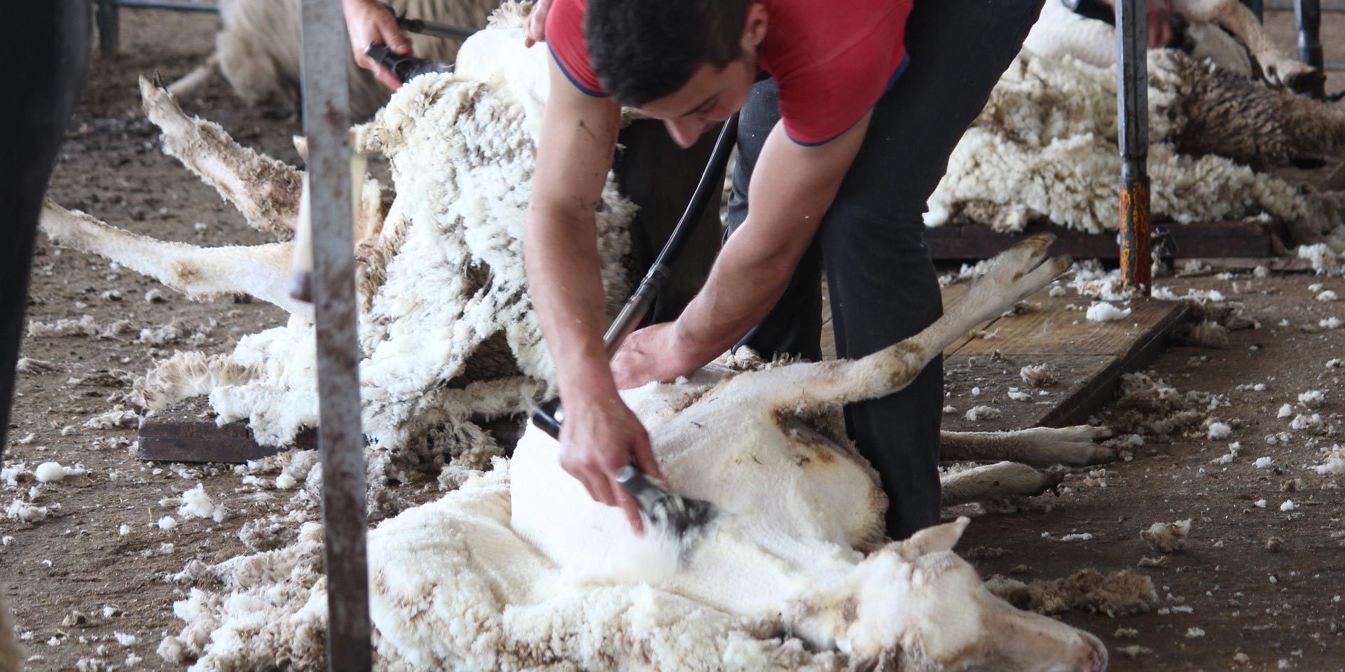Liegendes Schaf wird per Hand geschoren